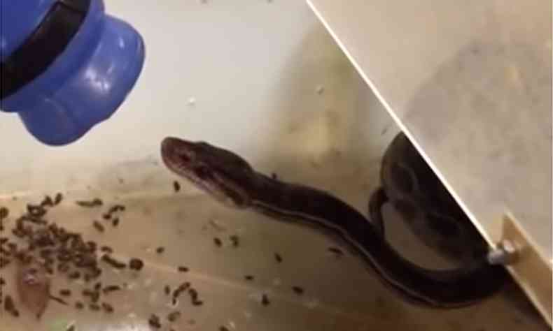 A cobra foi levada para o Centro de Triagem de Animais Silvestres. O dono foi autuado por no ter licena (foto: Reproduo da internet/Youtube)