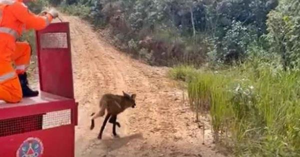 AMEÇADO DE EXTINÇÃO, LOBO-GUARÁ É CAPTURADO POR BOMBEIROS EM MG   - RÁDIO VOZ DA VERDADE