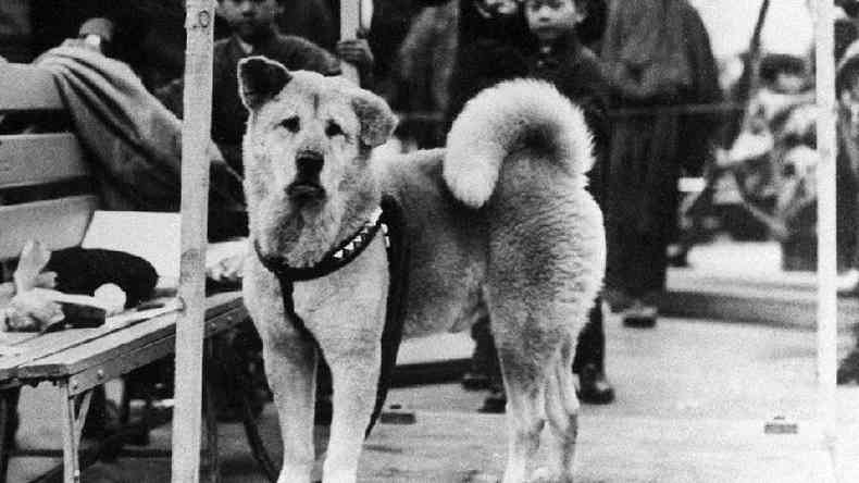 Hachiko