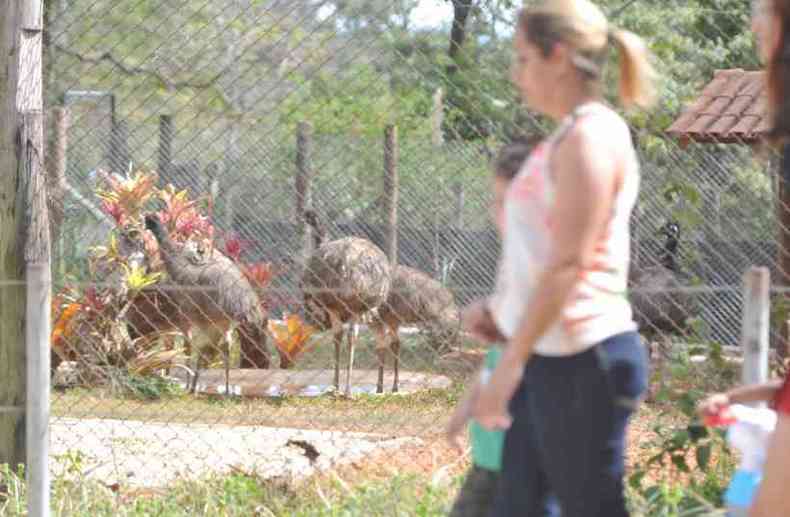 Emus no zoolgico de BH