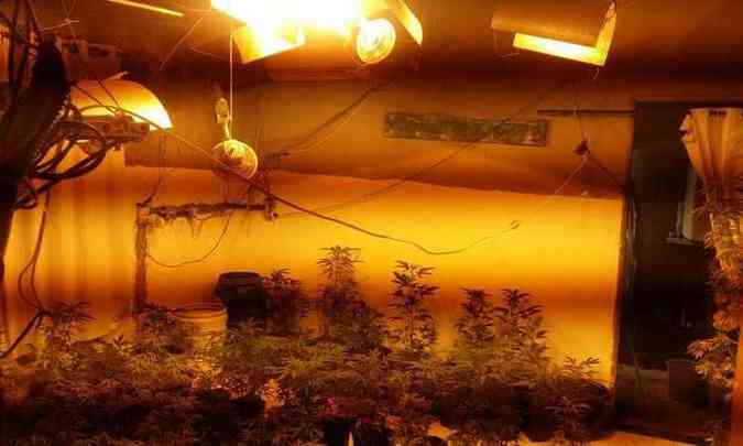 Traficantes usavam luz artificial em estufa na plantao da erva(foto: PMMG/Divulgao)
