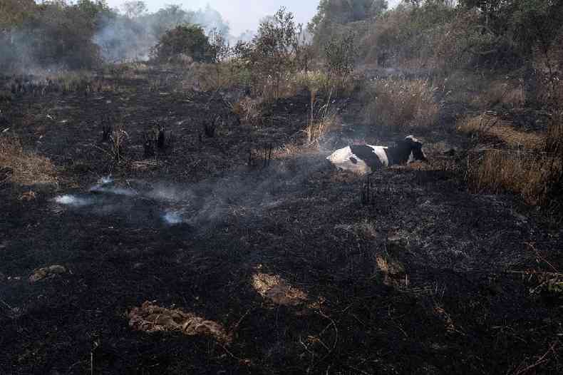 Vaca presa pelo fogo espera por resgate de brigadistas e veterinrios no Pantanal