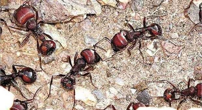 As formigas-cortadeiras, observadas no estudo: habitantes do deserto do Novo M�xico(foto: Revista Nature/Divulga��o)