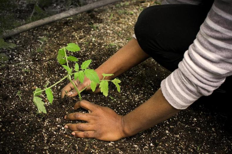 Jovens e crianças ajudam na venda de produtos em feiras e a cobrar de ONGs e do Estado cestas básicas com alimentos de qualidade (foto: Getty Images) Mulher plantando