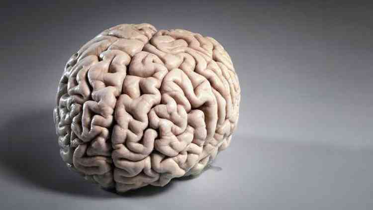 Modelo de cérebro em estúdio