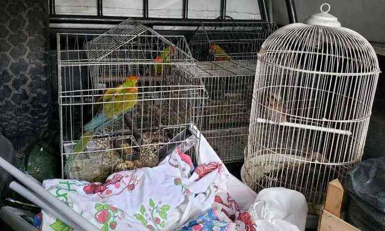 As aves foram encontradas na carroceria de uma caminhonete(foto: Guarda Municipal de Belo Horizonte/Divulgao)