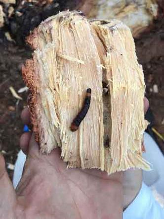A broca do pequizeiro