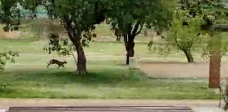 Ona-parda corre pelo Parque do Povo, em Presidente Prudente (SP)