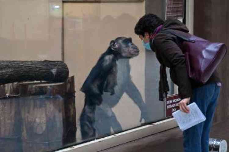 Chimpanz e humano