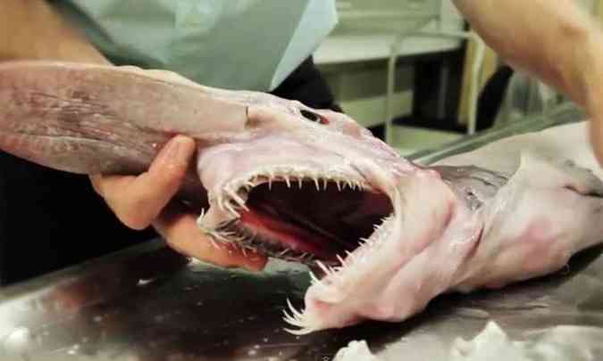 Natural das profundezas, o tubaro tem nariz achatado, corpo rosado e flcido e dentes em forma de pregos(foto: Reproduo/YouTube)