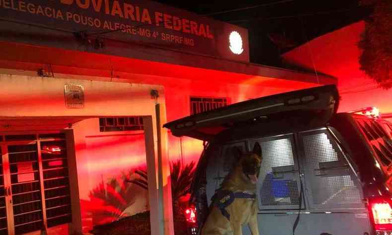Co ajudou policiais a localizar droga em carro que passava pela BR-381 na madrugada desta tera. O destino? Bom Jesus da Lapa, na Bahia(foto: Divulgao/PRF)
