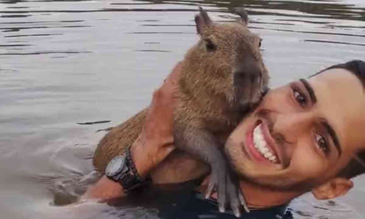 Uma capivarinha do amor pra dize  Capivara, Capivaras, Animais brasileiros