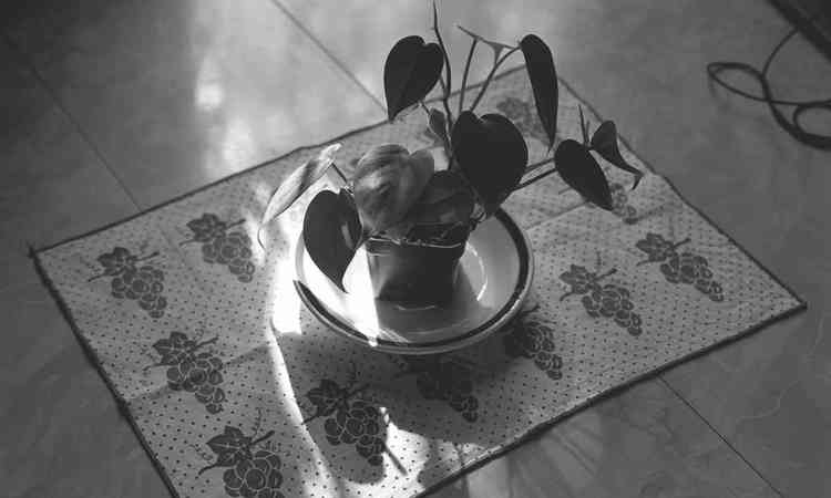 Fotografia de Rui Czar mostra vaso de antrio sobre mesa de casa simples
