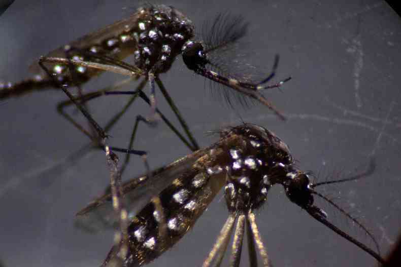 Dengue, zika e chikungunya preocupam brasileiros, mesmo durante a pandemia da COVID-19(foto: AFP/ MAURO PIMENTEL)