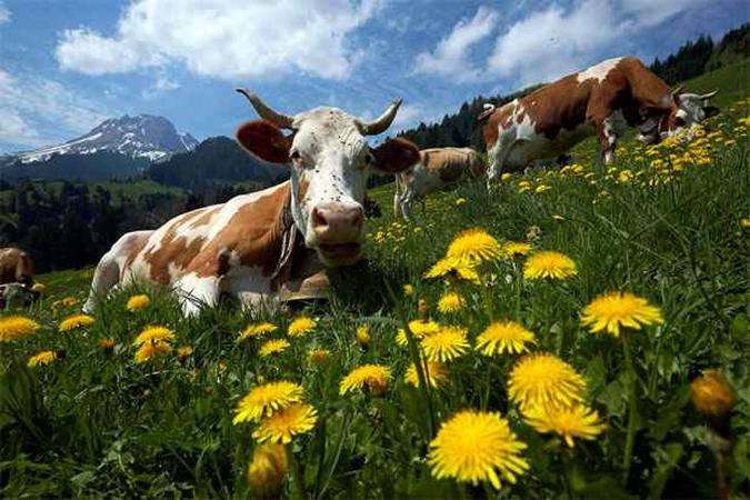Vacas que produzem leite para o queijo Gruyere pastam entre flores na Suíça (foto: REUTERS/Denis Balibouse) Vacas que produzem leite para o queijo Gruyere pastam entre flores na Suíça (foto: REUTERS/Denis Balibouse)