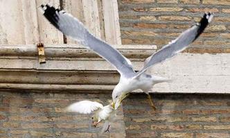 Pouco depois, uma gaivota atacou uma das aves. Um corvo também se aproximou e perseguiu as aves(foto: Alessandro Bianchi/Reuters) Pouco depois, uma gaivota atacou uma das aves. Um corvo também se aproximou e perseguiu as aves(foto: Alessandro Bianchi/Reuters)