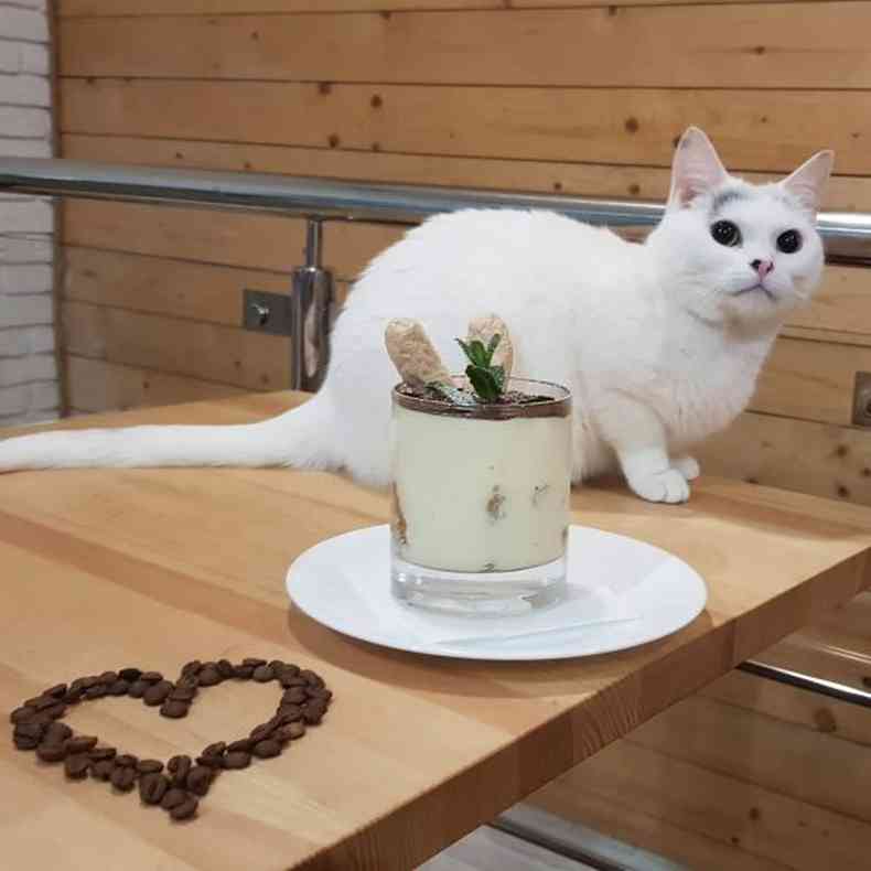 Gato em cima da mesa ao lado de um dos pedidos oferecidos pelo caf