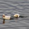 Vírus Influenza Aviária H9N2 é identificado em pato em Minas Gerais