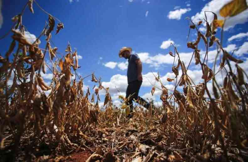 Seca arrasou plantação de soja em Espumoso, no Rio Grande do Sul, em janeiro deste ano