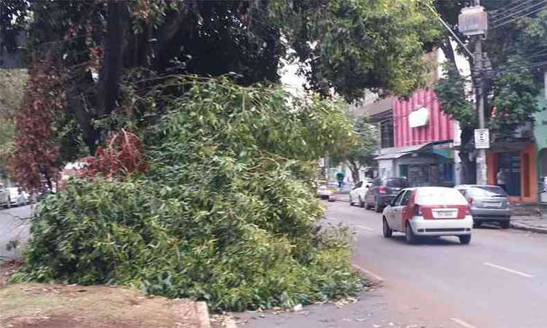 Parte de uma rvore caiu na Avenida Brasil, perto da Santa Casa, nesta tera-feira(foto: Paulo Filgueiras/EM/DA Press)