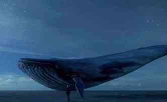 Imagem da baleia azul é utilizada como código para o jogo do suicídio(foto: Reprodução/Facebook)