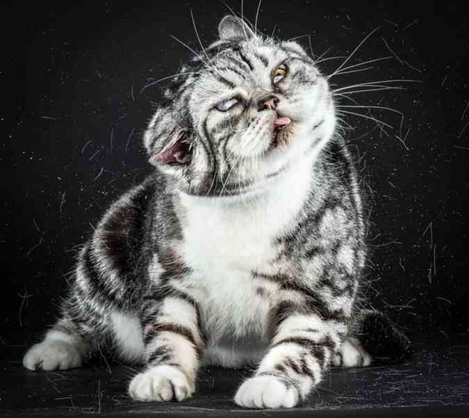 Um gato da raa sphinix, caracterizada por no ter pelos, balana sua cabea enquanto cospe no ar Carli Davidson