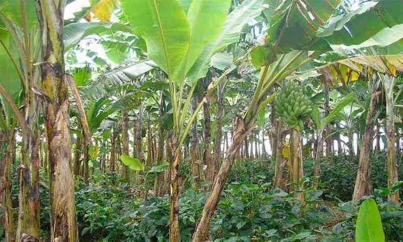 Na Fazendinha Orgnica da Embrapa, em Cruz das Almas (BA), as coberturas vegetais melhoram o solo do bananal (foto: Ana Lcia Borges/Divulgao)