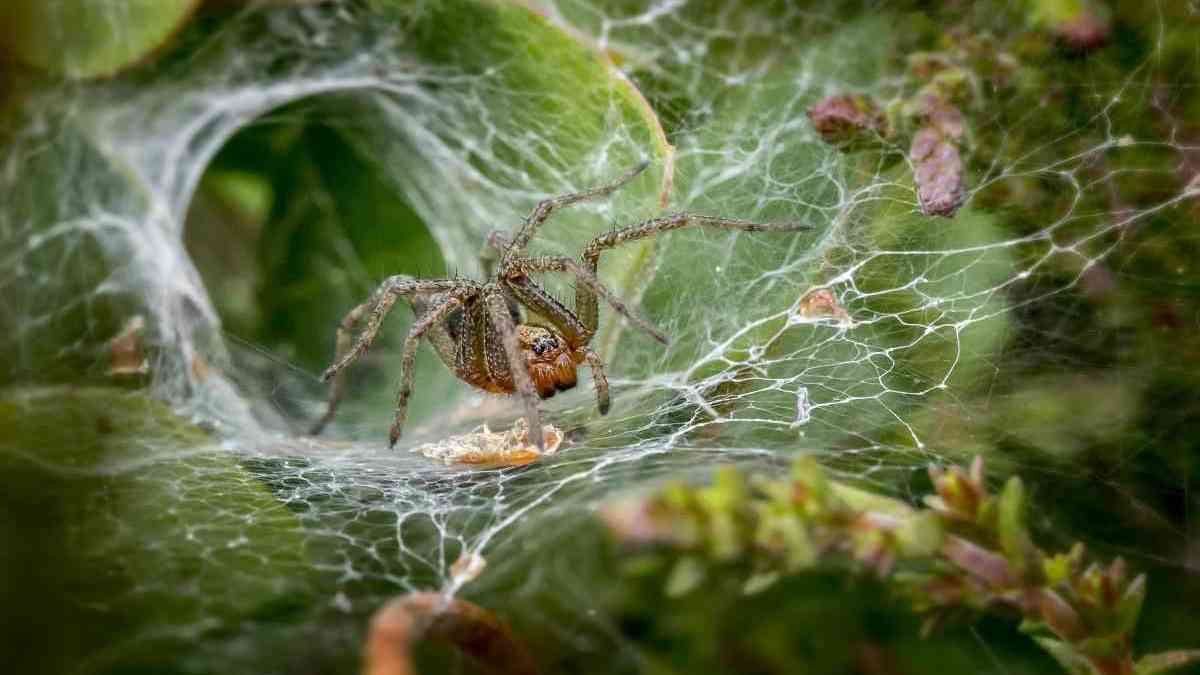 Groundbreaking study: Australian spiders change their venom when stressed – Science