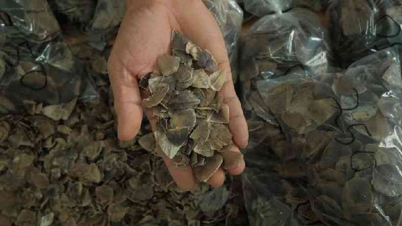 Centenas de milhares de pangolins foram abatidos para uso de suas escamas nos tratamentos da medicina tradicional chinesa(foto: Getty Images)