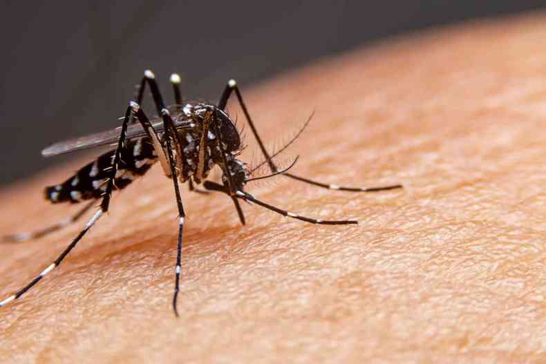 mosquito aedes aegypti sobre uma pele humana