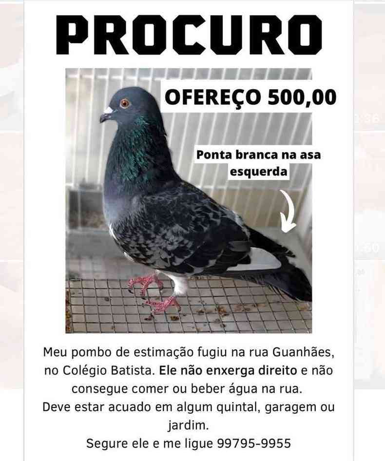 Cartaz de desaparecido do pombo Anjo