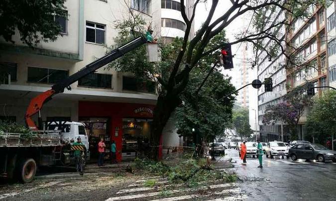 Árvore está no cruzamento das Ruas Goiás e Guajajaras(foto: Paulo Filgueiras: EM/ D.A Press) Árvore está no cruzamento das Ruas Goiás e Guajajaras(foto: Paulo Filgueiras: EM/ D.A Press)