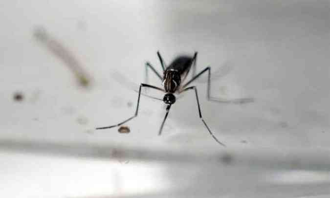 O Aedes aegypti transmite a dengue, zika e chikungunya, e at a febre amarela(foto: Marvin Recinos/AFP - 23/6/16)