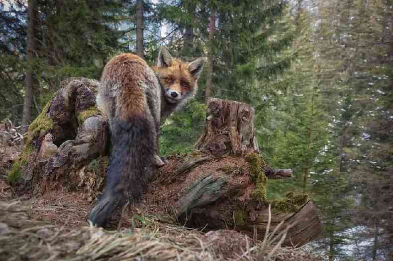 Uma raposa em Graubnden, na Sua