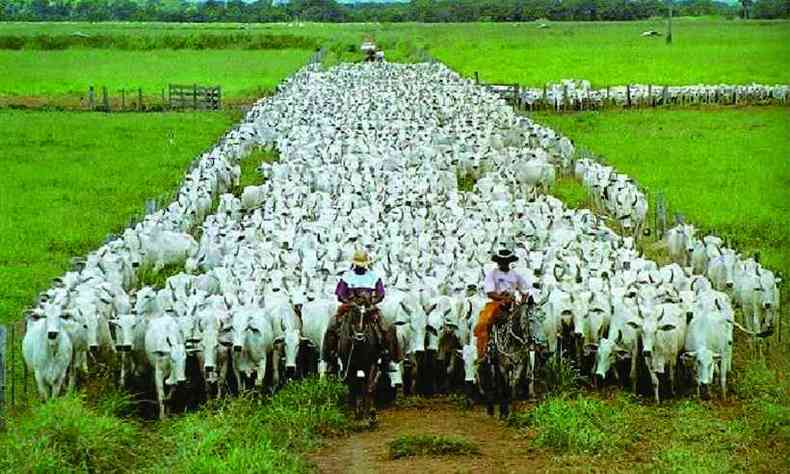 Com rebanho estimado em cerca de 200 milhes de cabeas de gado bovino,  certo que a demanda por vacinas  gigantesca no Pas(foto: ELIKAENE )