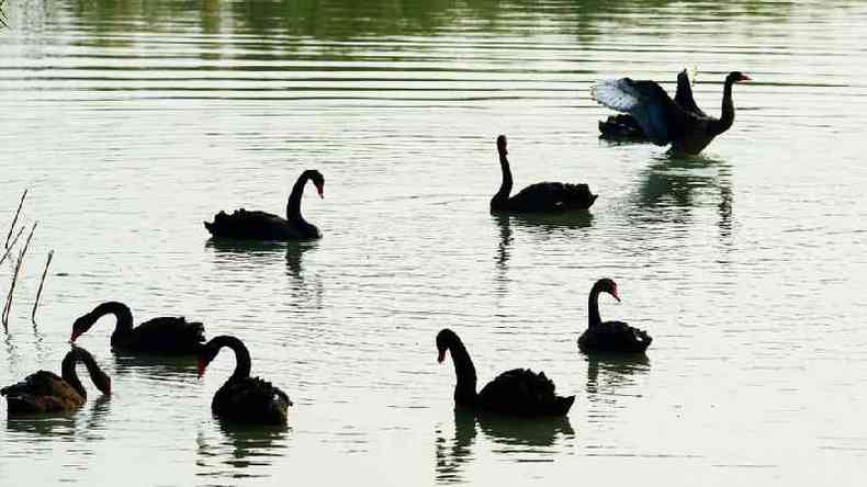 Cisnes negros