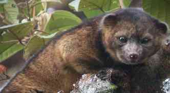 Animal pertence  famlia dos guaxinins (foto: Mark Gurney/Divulgao)