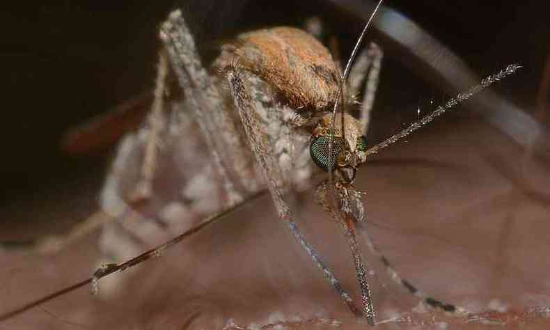 Mosquito do gênero Culex transmite a doença a aves, que infectam humanos de maneira acidental (foto: Reprodução/Pixabay)