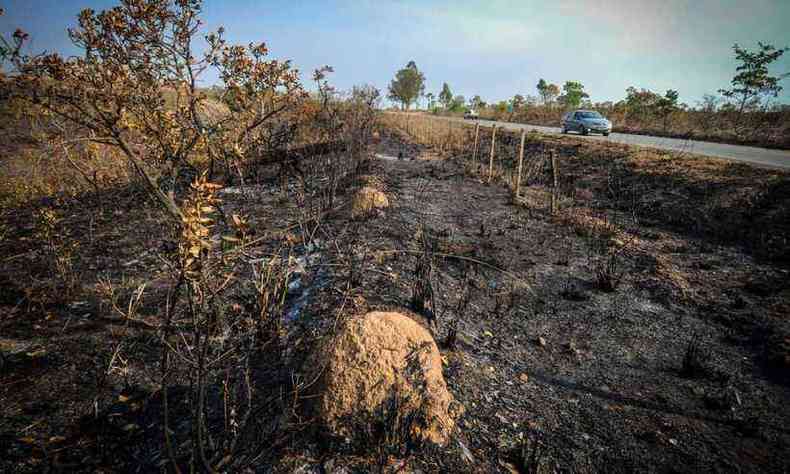 Incndio na Serra do Cip j atinge as margens da MG-10(foto: Leandro Couri/EM/D.A Press)