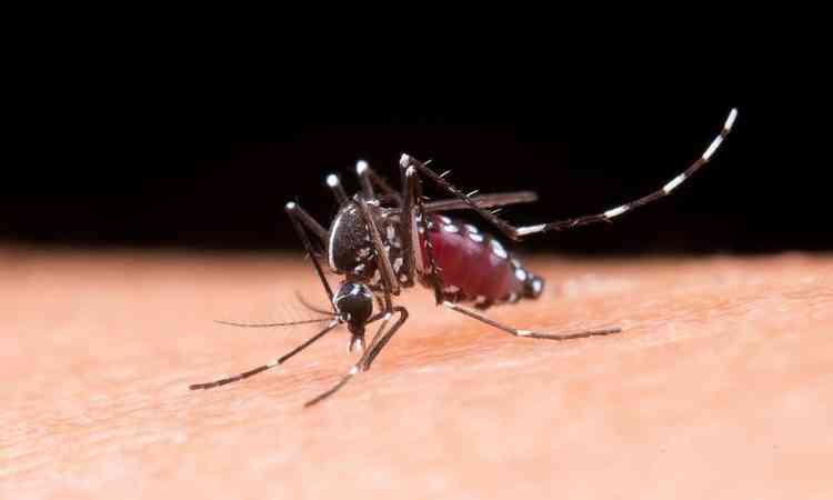 Mosquito da dengue 