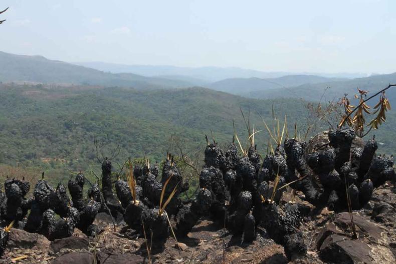 Cobertura arbórea eliminada na Grande BH entre 2015 e 2020 corresponde a extensão superior a 2 parques da Serra do Rola-Moça(foto: Edésio Ferreira/EM/D.A Press) Vista do Parque da Serra do Rola Moça