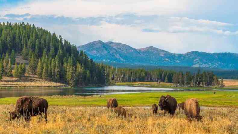Os vrus permitem que o pasto que cresce no Parque Nacional Yellowstone possa aguentar altas temperaturas geotermais(foto: Getty Images)
