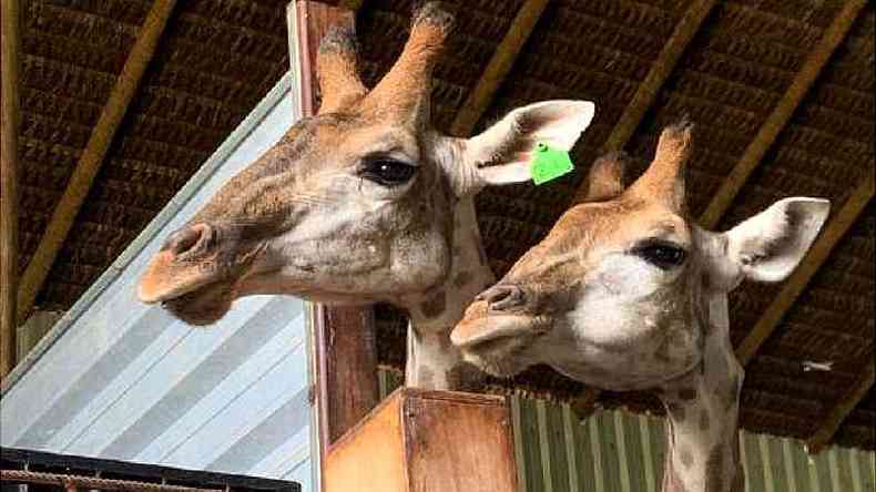 Girafas em cativeiro no Rio de Janeiro