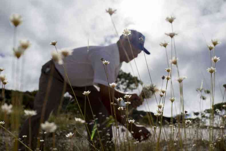 cena do documentrio 'Serra Nossa, Sempre Viva: protocolos de consulta das apanhadoras de flores'