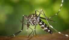'As pessoas precisam se lembrar de que a dengue mata', avisa infectologista