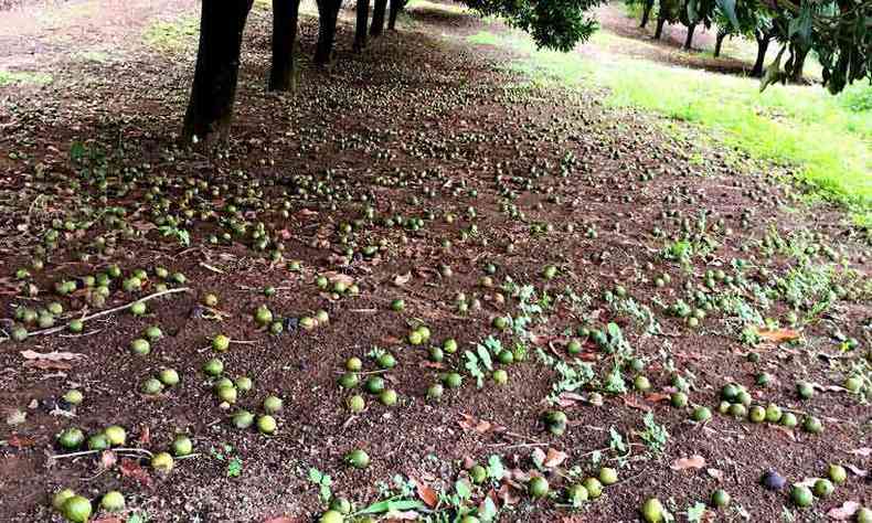 Plantação de macadâmia na Zona da Mata. Colheita do fruto é feita depois que ele cai da árvore (foto: PEDRO SABINO/DIVULGAÇÃO)