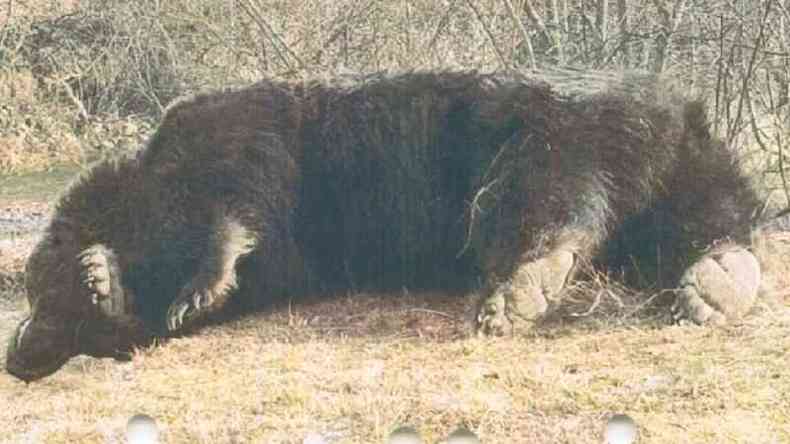 O urso macho foi morto em maro, meses depois de um fazendeiro local reclamar de fmeas