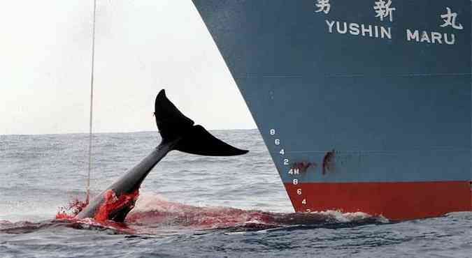 Navio japons se prepara para iar baleia pescada no sul do mar da Antrtica (foto: AFP PHOTO / GREENPEACE / JEREMY SUTTON-HIBBERT )