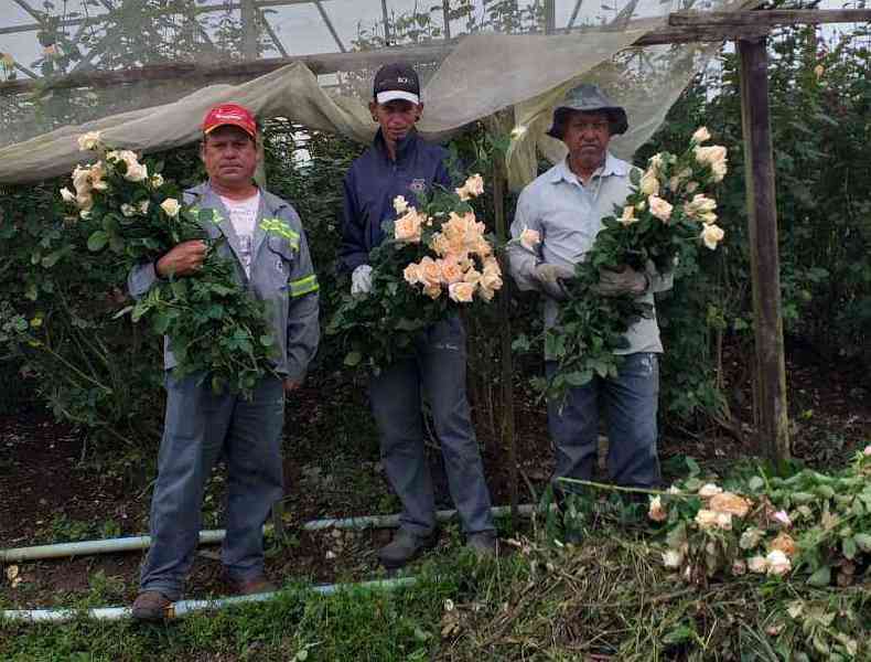 Produtores de flores de Minas Gerais jogam produo no lixo. Provocadas pela pandemia de coronavrus, queda nas vendas  estimadas em 75%(foto: ADPF-MG/Divulgao)