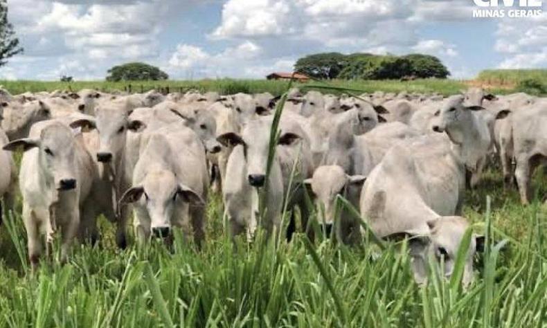 Fraude aconteceu em fazenda do Maranhão